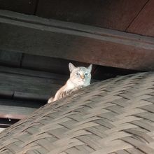 展示家屋に住んでいる猫