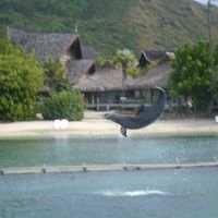 ドルフィンジャンプ