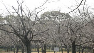 向山緑地内梅林園 うめまつり