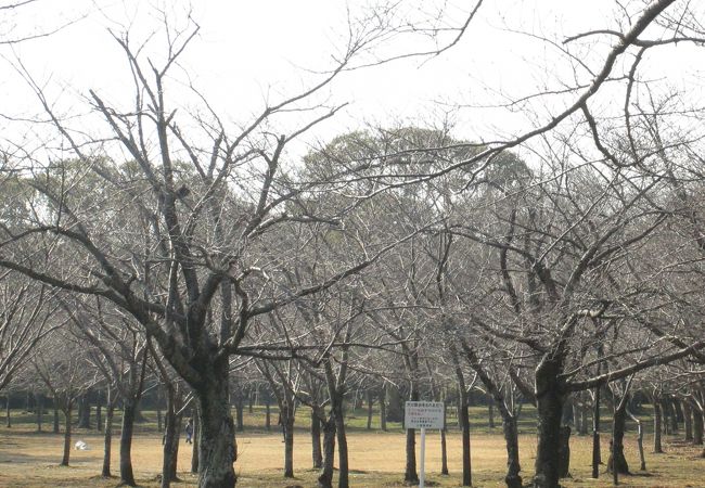 向山緑地内梅林園 うめまつり