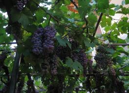 Centaur Hotel 写真