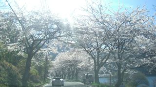 桜並木がきれい！！朝早くがお勧めです