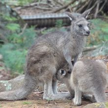 ワラビーもたくさん。放し飼いになっています。