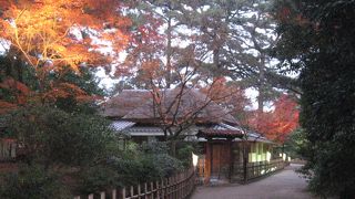 紅葉のライトアップが美しい