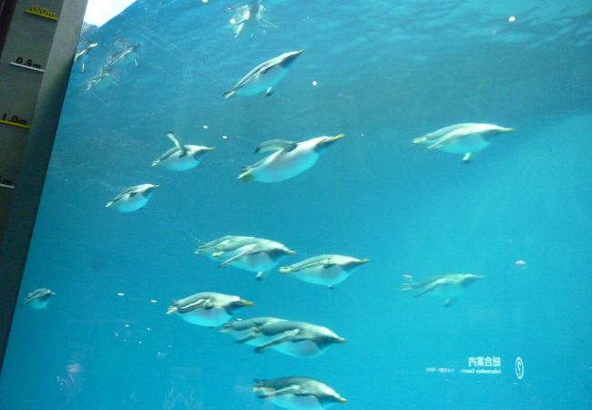 長崎ペンギン水族館