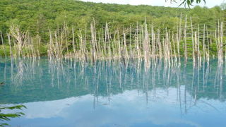 光の当たり具合で見え方が変わる不思議な池