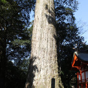 国内でもベストテンに入る杉の巨木