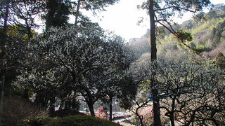 熱海の梅園