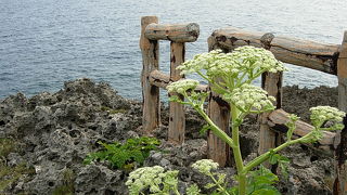 東平安名崎から見る海は表情が違います