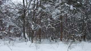 冬は雪一色に！