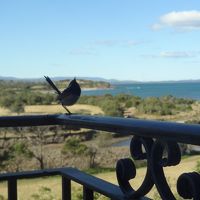 青い鳥が遊びに来てくれるかも！