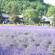 ラベンダー畑☆