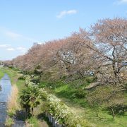 桜の季節お弁当を広げて楽しめます