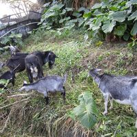 敷地内の小山にはヤギが放し飼い