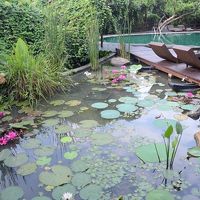 中庭のプールと水連の池