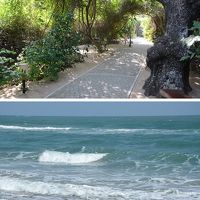 敷地内はジャングルのようですが、広々としたビーチに直結。