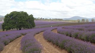 年末年始にタスマニアに訪れたら、必ず見たい絶景！