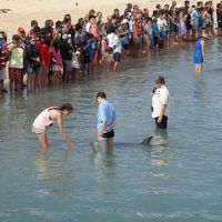 ビーチではイルカの餌付けが