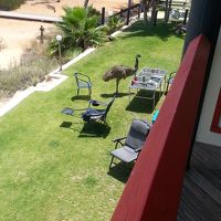 朝方野良エミュが、物色