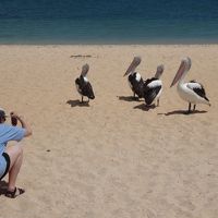 イルカと同じく魚を求めてペリカンもいます