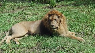 バリで動物とふれあう