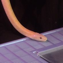 この子を可愛いと思うか否かですw