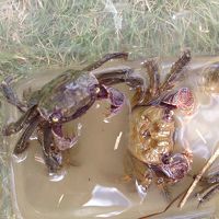 ホテル内の湖畔でとった蟹です