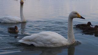 白鳥にあえた！