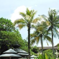 南国ムードあふれる木々