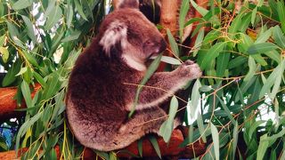 コアラ☆彡カンガルー☆彡ウォンバット☆彡オーストラリアの野生動物大集合