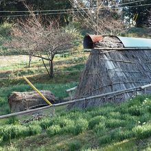 炭焼き小屋周辺　１〜２分咲き