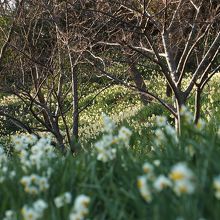 保田側入口付近の水仙畑