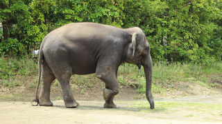広くて動物もゆったりしている