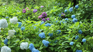 アジサイ寺の名前の通りアジサイでいっぱい