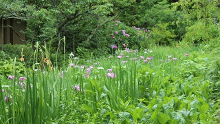 小さな小さな花菖蒲園