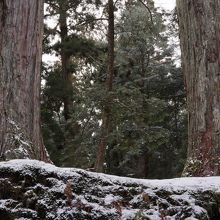 参道-3　杉の古木