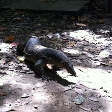 泳げるオオトカゲ