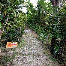 このひだりに大アカギ