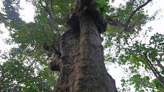 気を付けないと見逃してしまう小さな御嶽．大アカギの下にある．