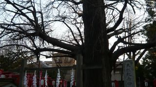 鬼子母神堂の境内にある銀杏