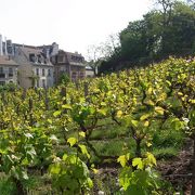 パリで唯一のブドウ畑