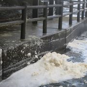 冬の日本海。フワモコの波の花は、風にポポポーっと舞い上がる！