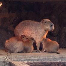 授乳中のカピバラちゃん