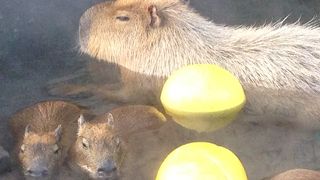 カピバラ以外も案外楽しく、のんびりできました。