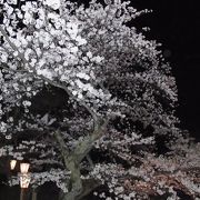 小さなお城の夜桜見物