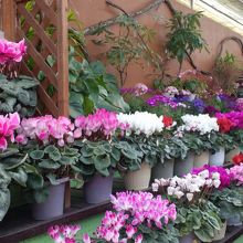 シクラメンが沢山咲いてました