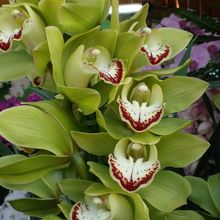 受賞した蘭の花だそうです