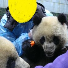 パンダと触れ合うことができました。