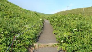 初夏にはお花畑の展望コース