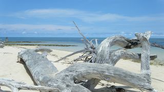 珊瑚の海を満喫